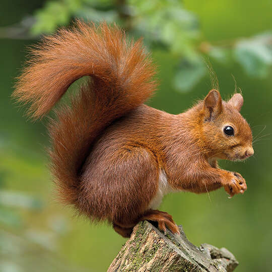themenwelt vogel kachel erchhoernchen 540x540